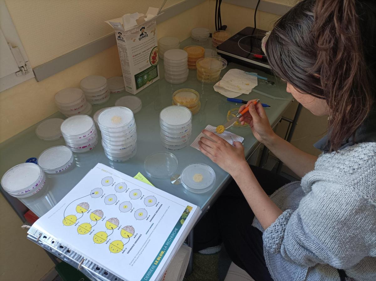 laurie-experience-blob